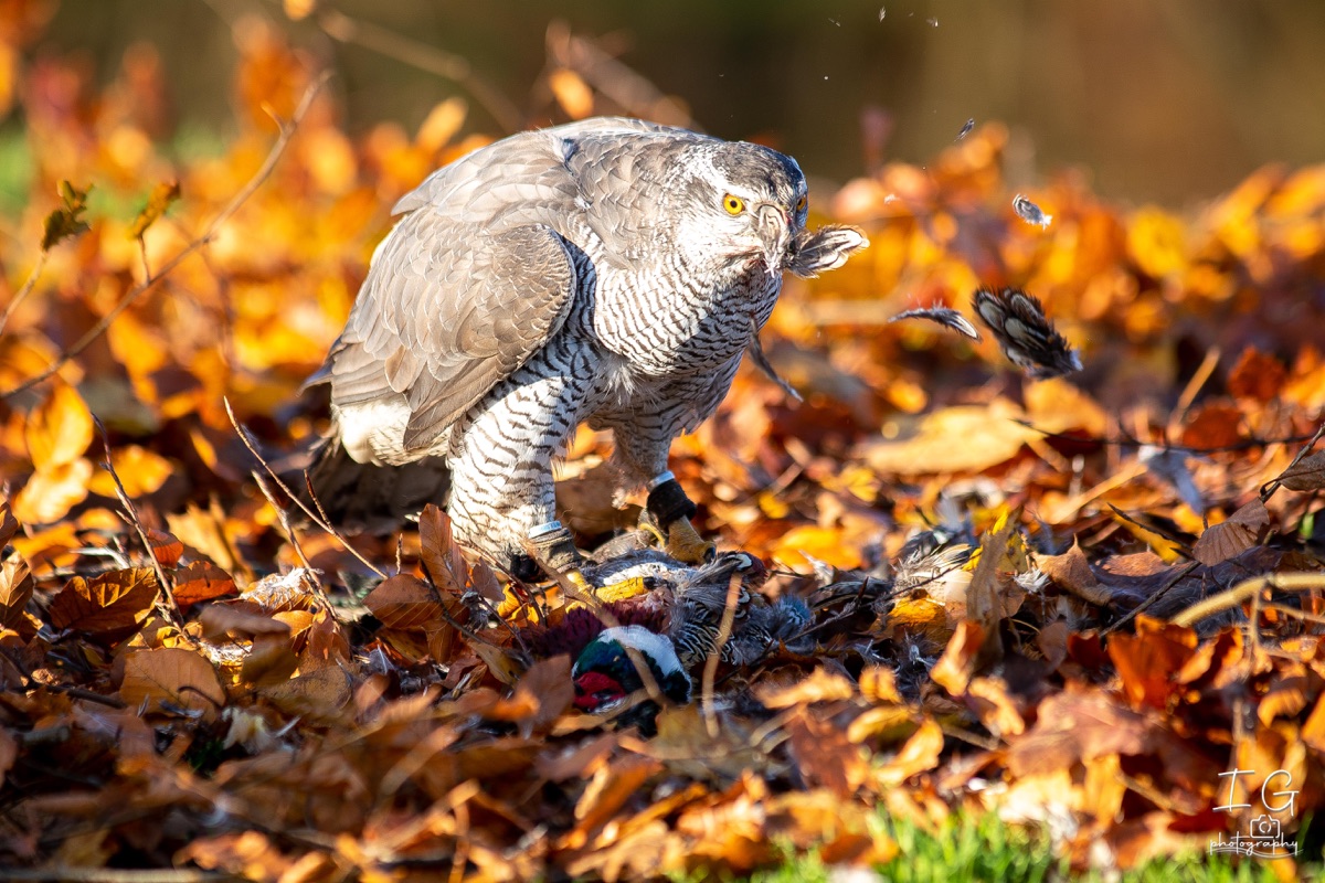 1DX43451 21 november 2021 1247 34